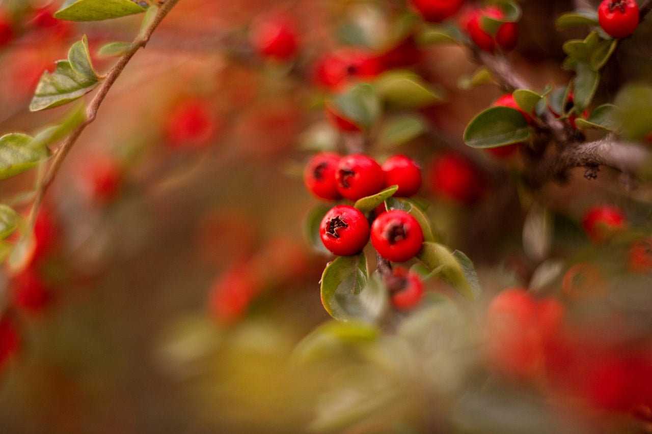 W sercu lasu: Spotkanie z Tą, która Wie – Warsztat dla kobiet 40+